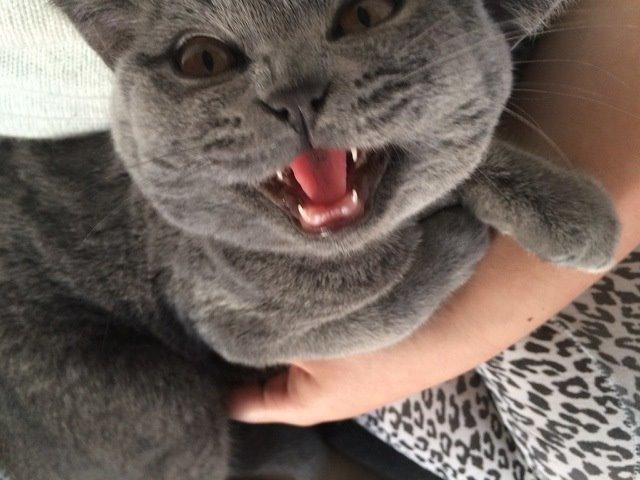 British Shorthair Toby (Voyager) billede 30