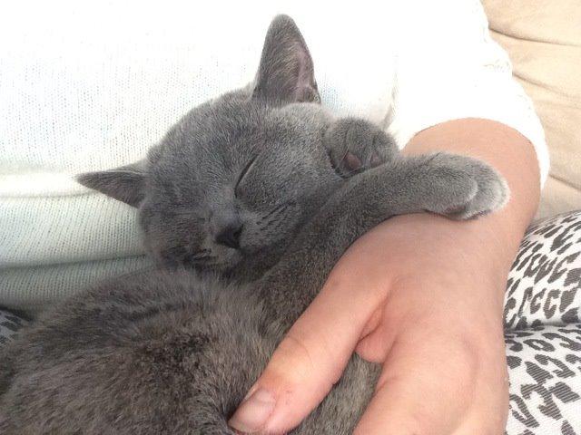 British Shorthair Toby (Voyager) billede 31