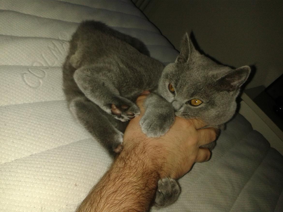 British Shorthair Toby (Voyager) billede 25