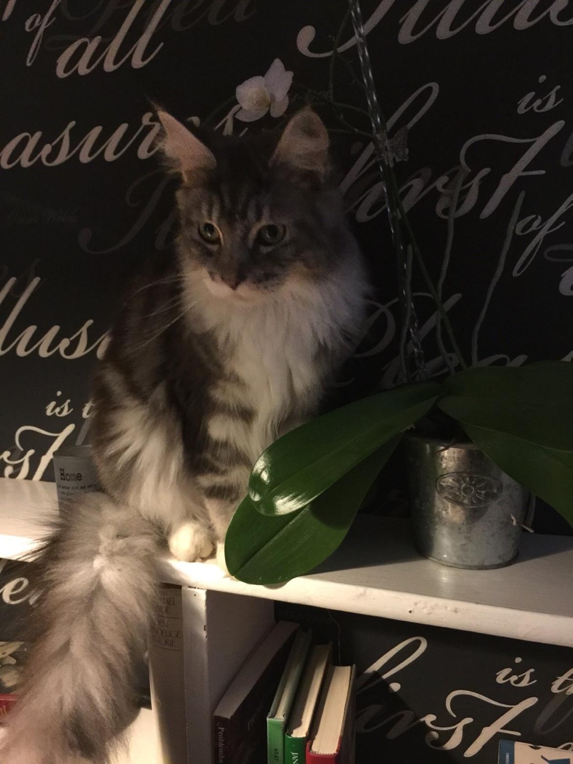 Blanding af racer Balder billede 14