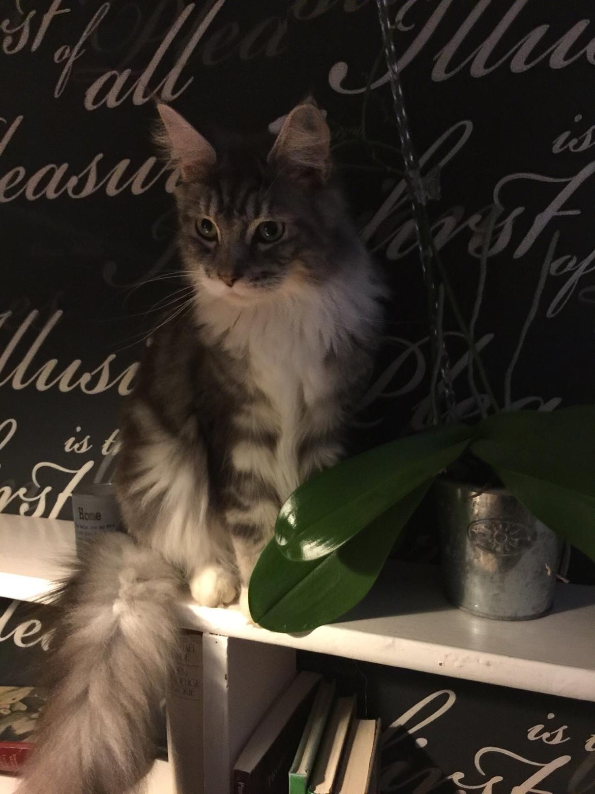 Blanding af racer Balder billede 13