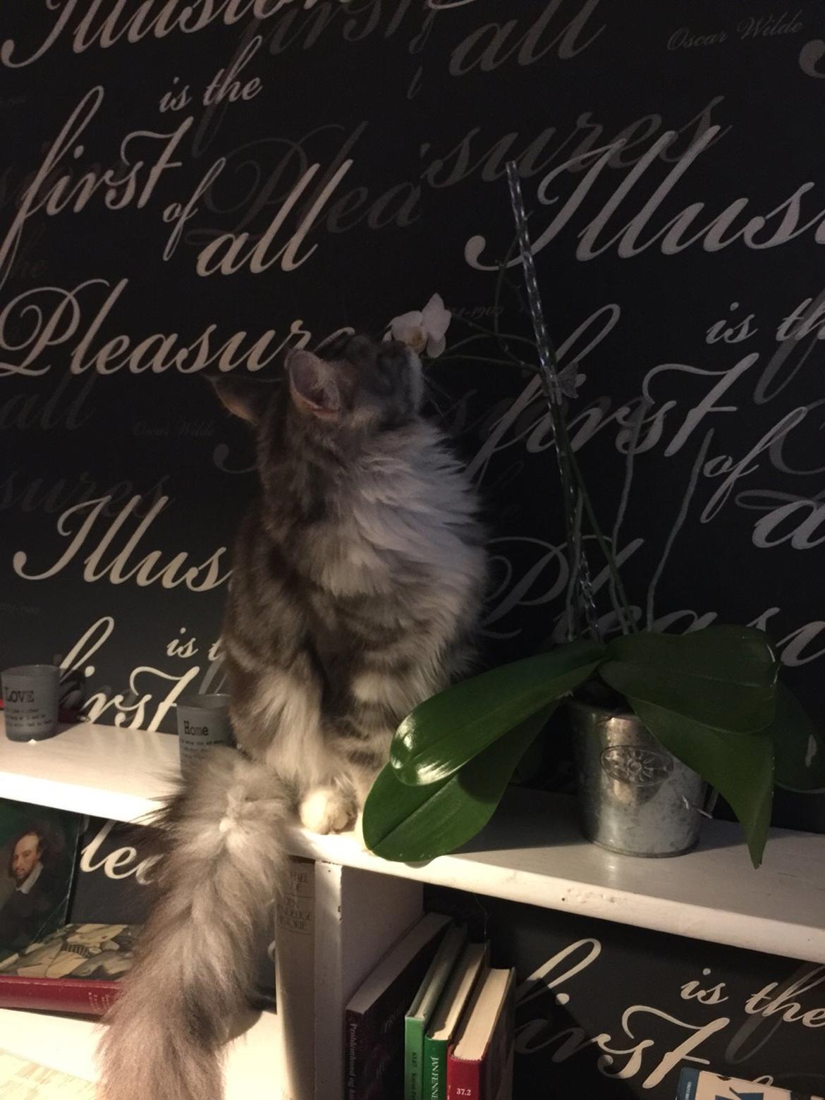 Blanding af racer Balder billede 15