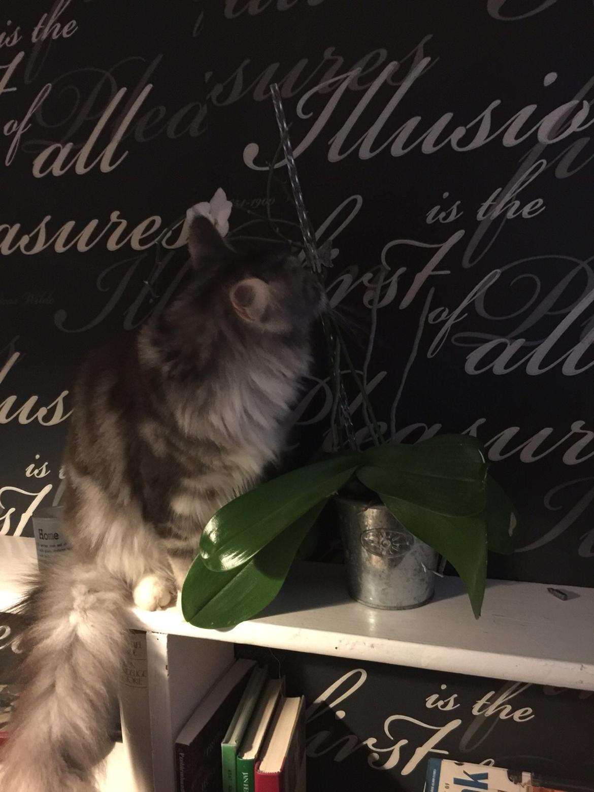 Blanding af racer Balder billede 16