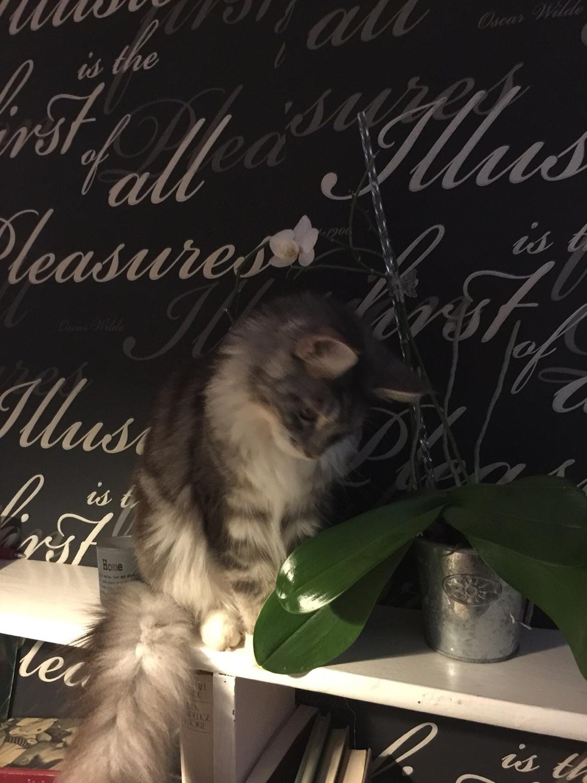 Blanding af racer Balder billede 17