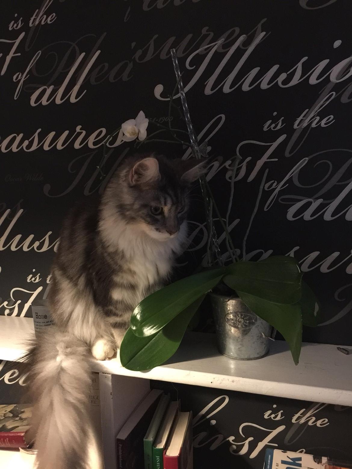 Blanding af racer Balder billede 18