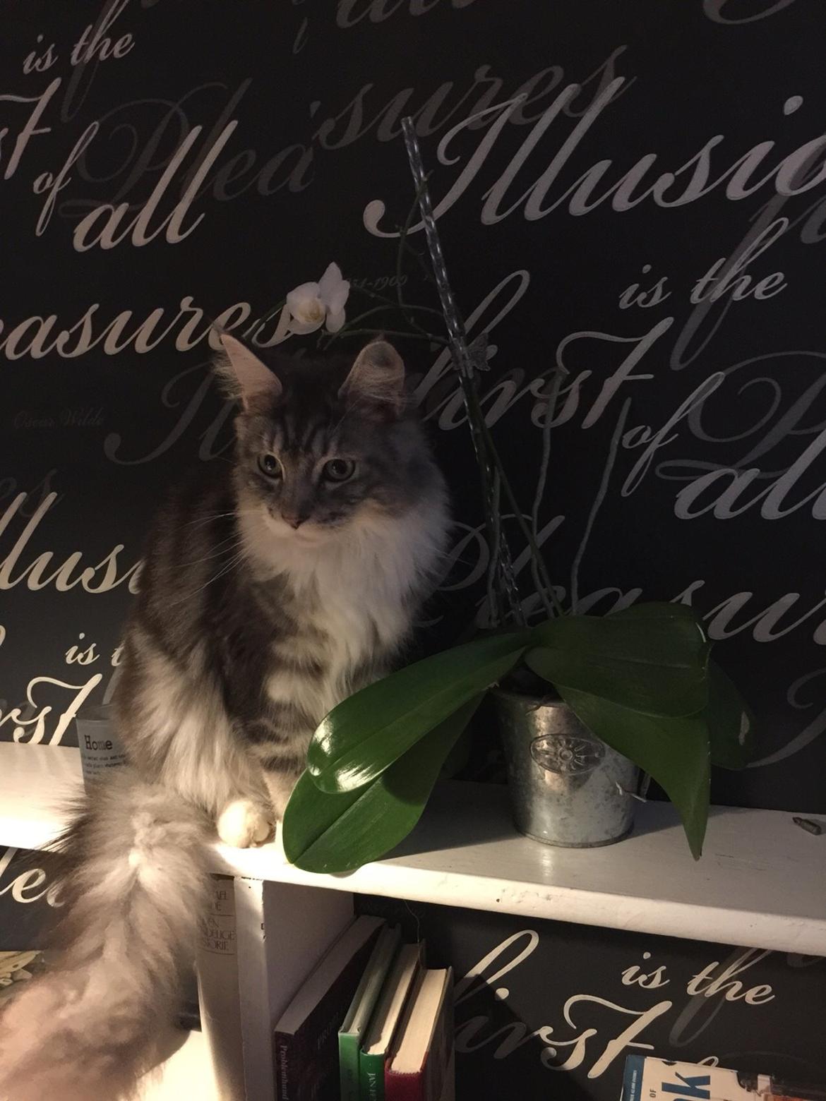 Blanding af racer Balder billede 19