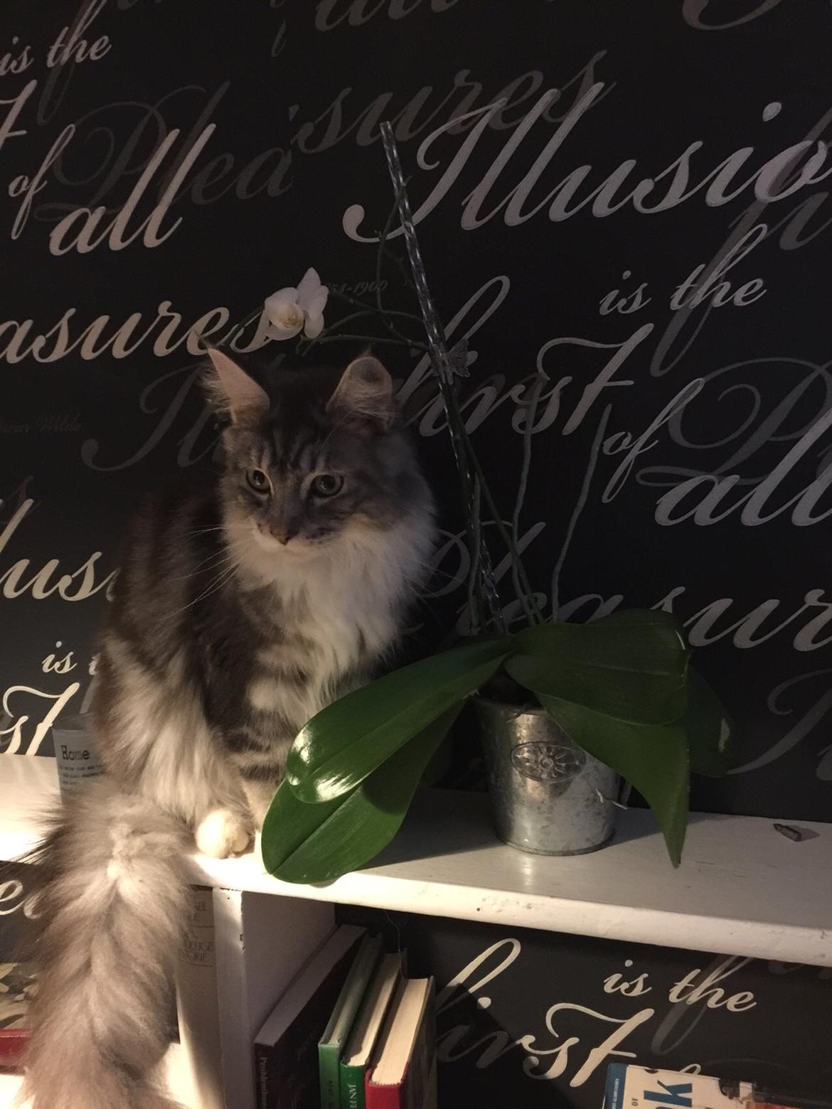 Blanding af racer Balder billede 20