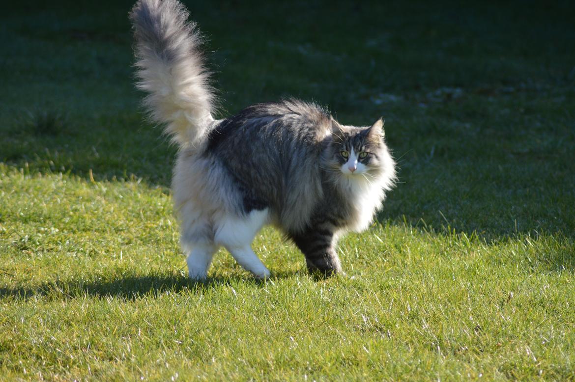 Norsk Skovkat Don Vito billede 31