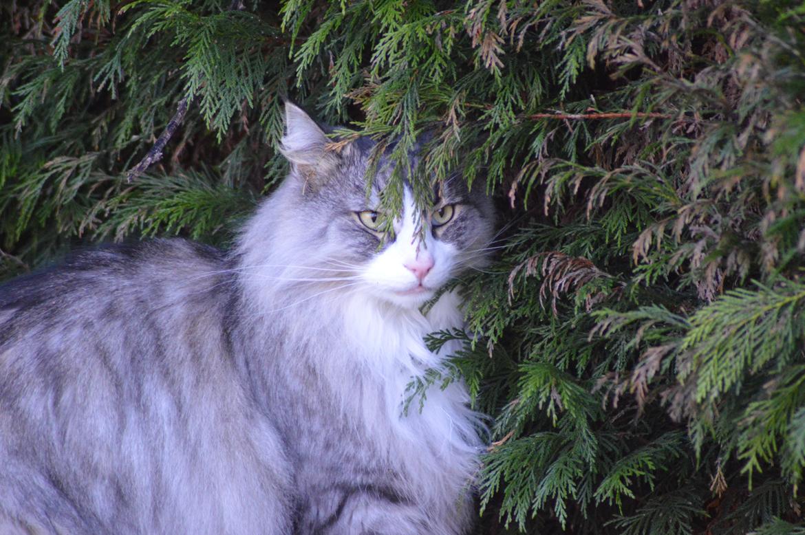 Norsk Skovkat Don Vito billede 1