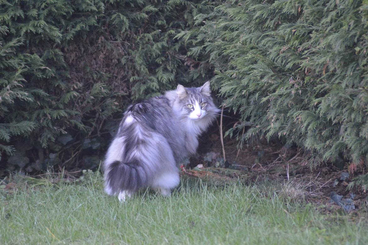 Norsk Skovkat Don Vito billede 32