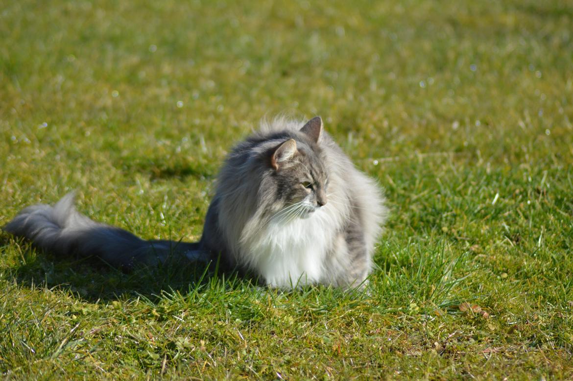 Norsk Skovkat Mr. twitches billede 35