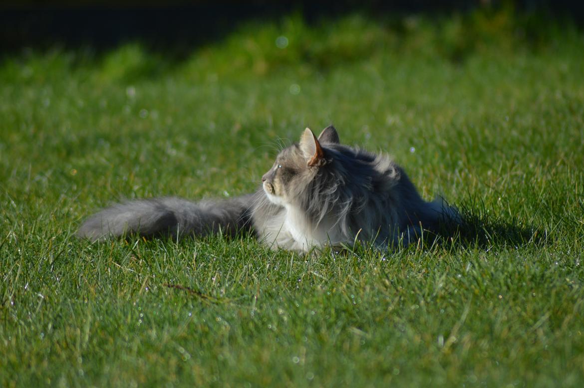 Norsk Skovkat Mr. twitches billede 36