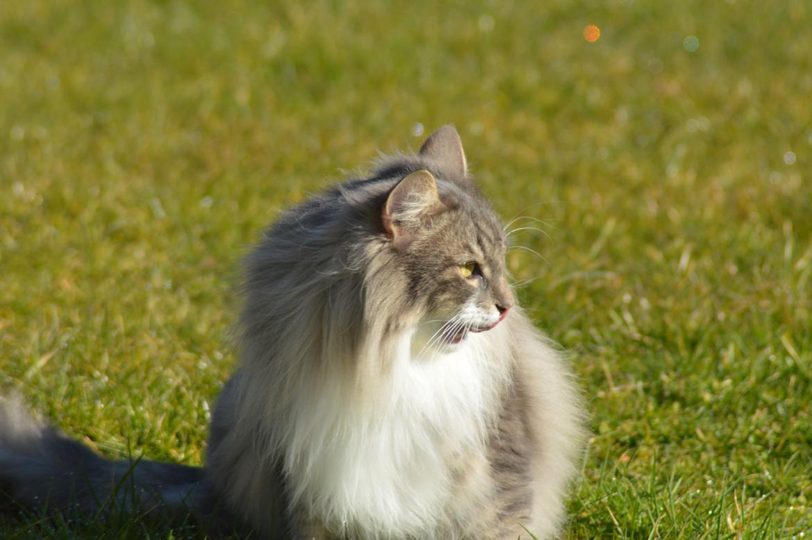 Norsk Skovkat Mr. twitches billede 1