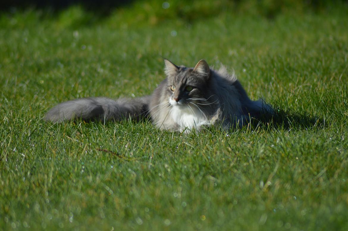 Norsk Skovkat Mr. twitches billede 37