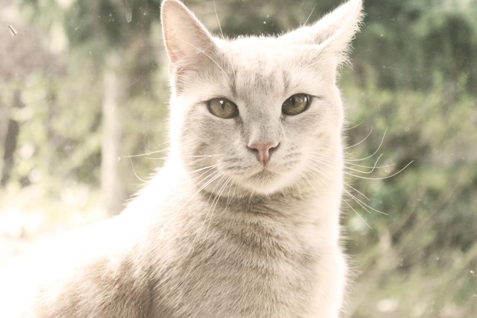 Huskat Louis † billede 2