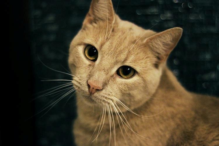 Huskat Louis † billede 1