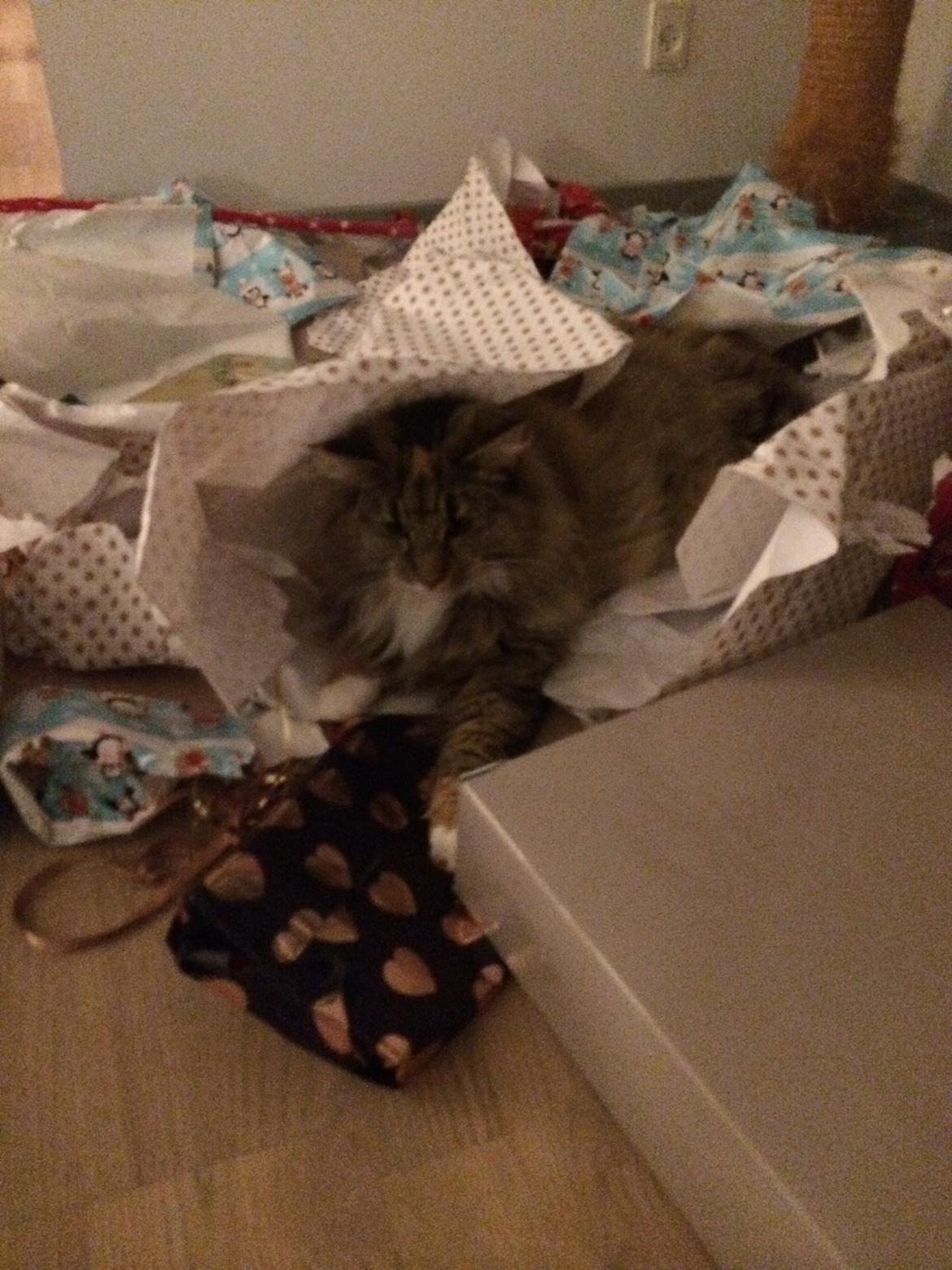 Norsk Skovkat Isabell  - Juleaften billede 5