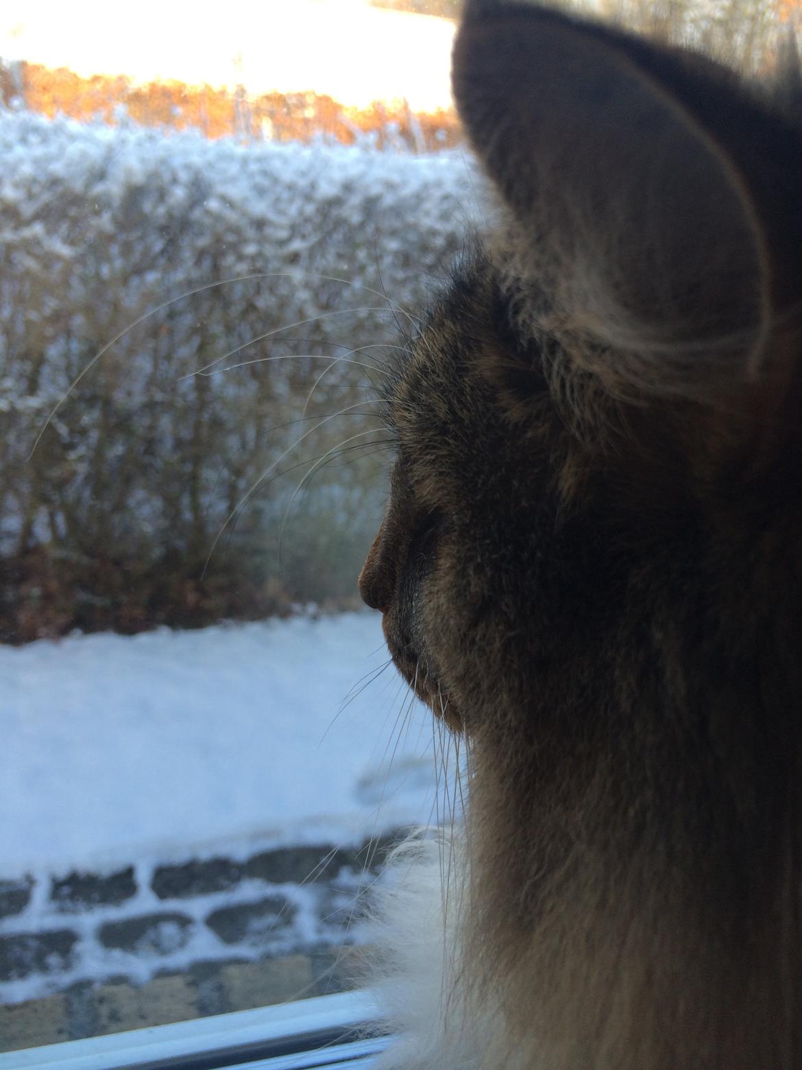 Norsk Skovkat Isabell  - Hun er ikke den store snefan. billede 3