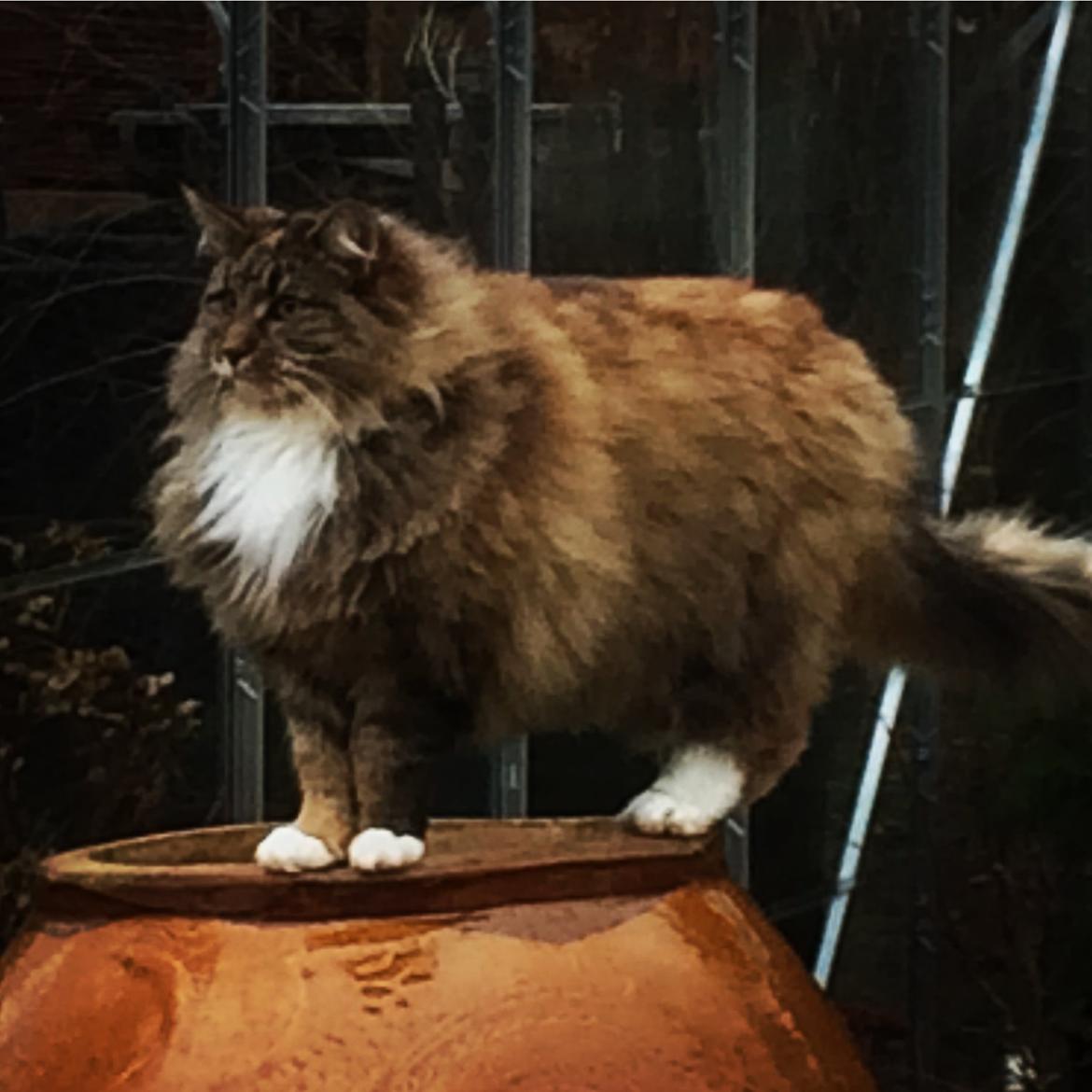 Norsk Skovkat Isabell  billede 1