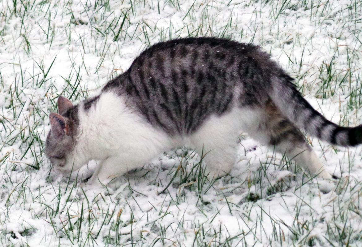 Blanding af racer Felix billede 11