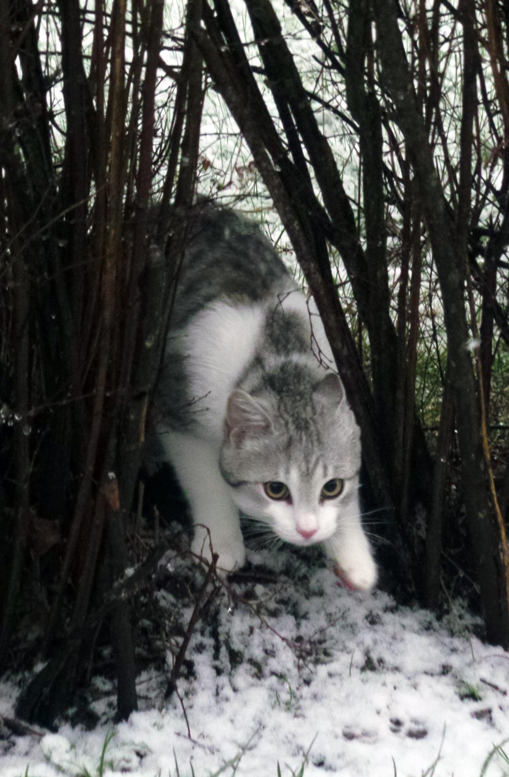 Blanding af racer Felix billede 12