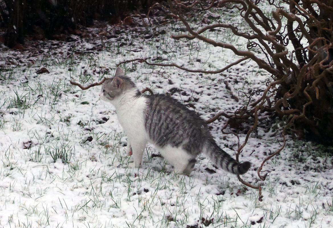 Blanding af racer Felix billede 13