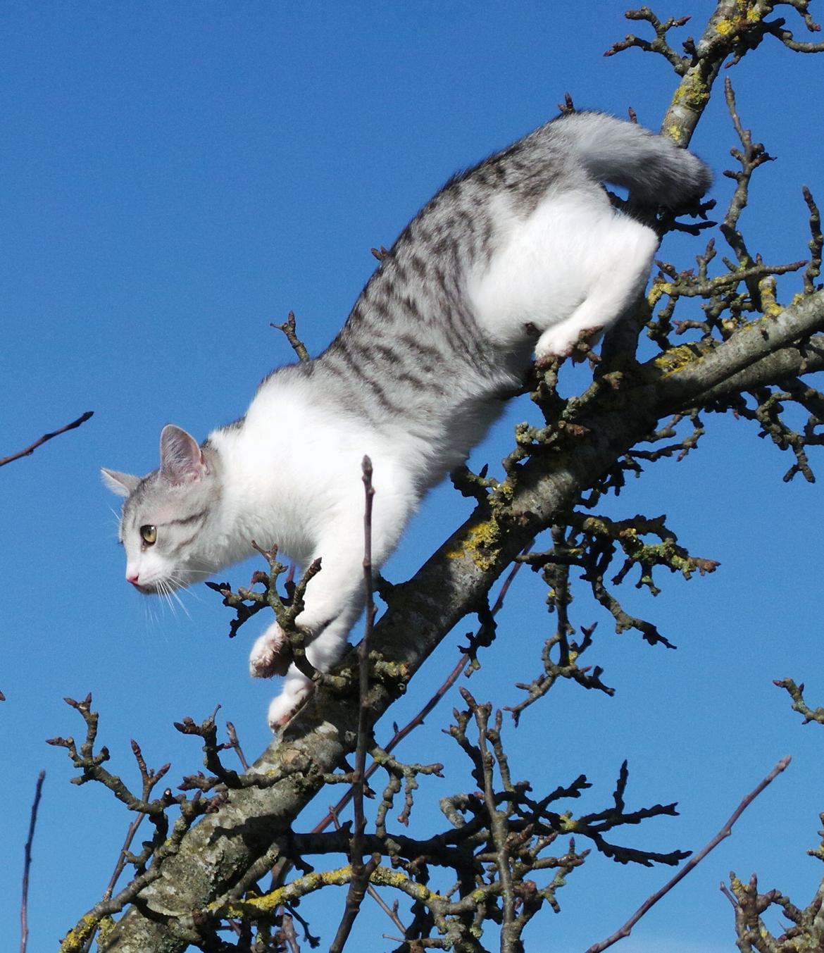 Blanding af racer Felix billede 16