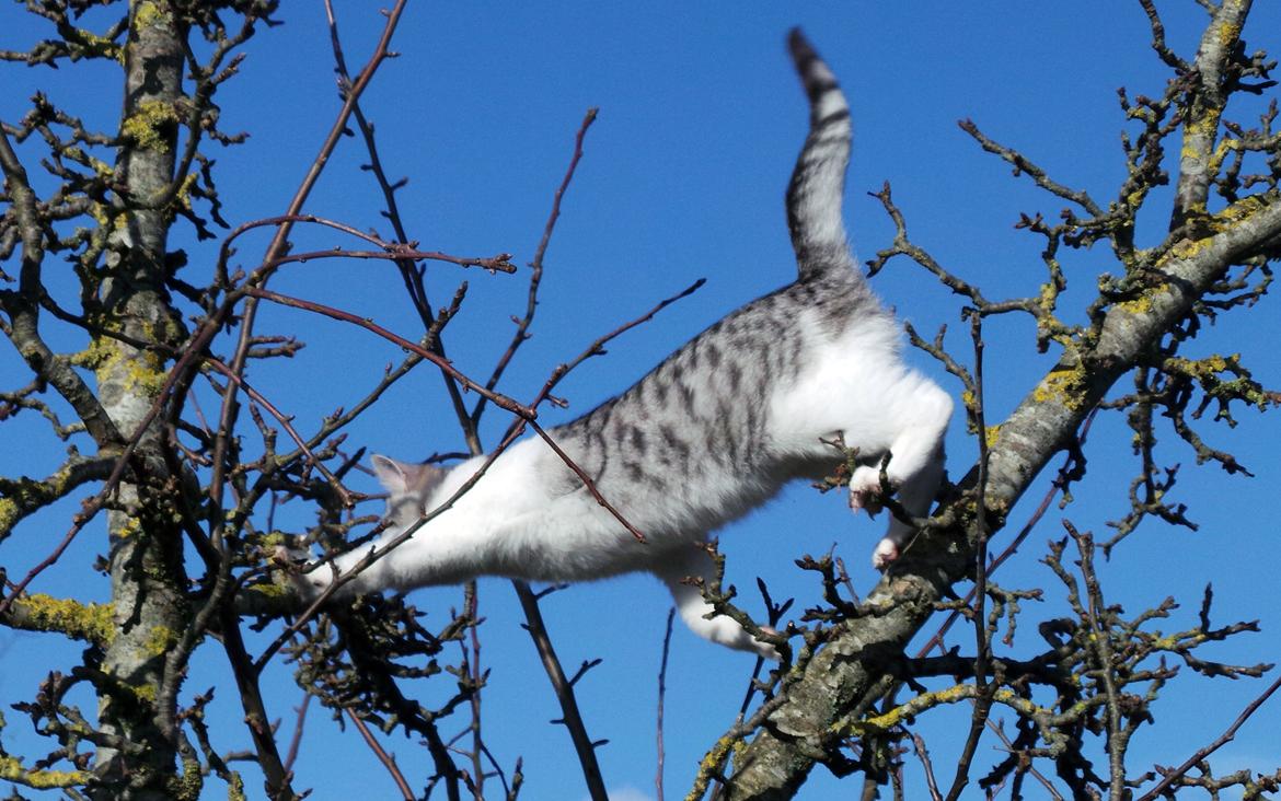 Blanding af racer Felix billede 17