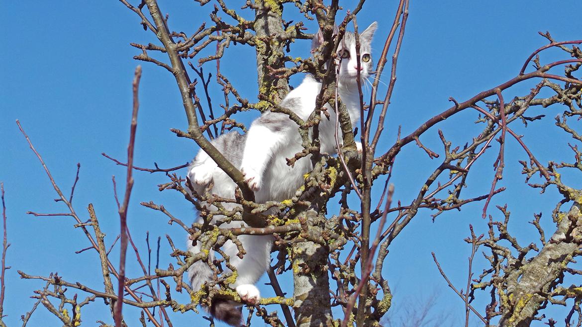 Blanding af racer Felix billede 18