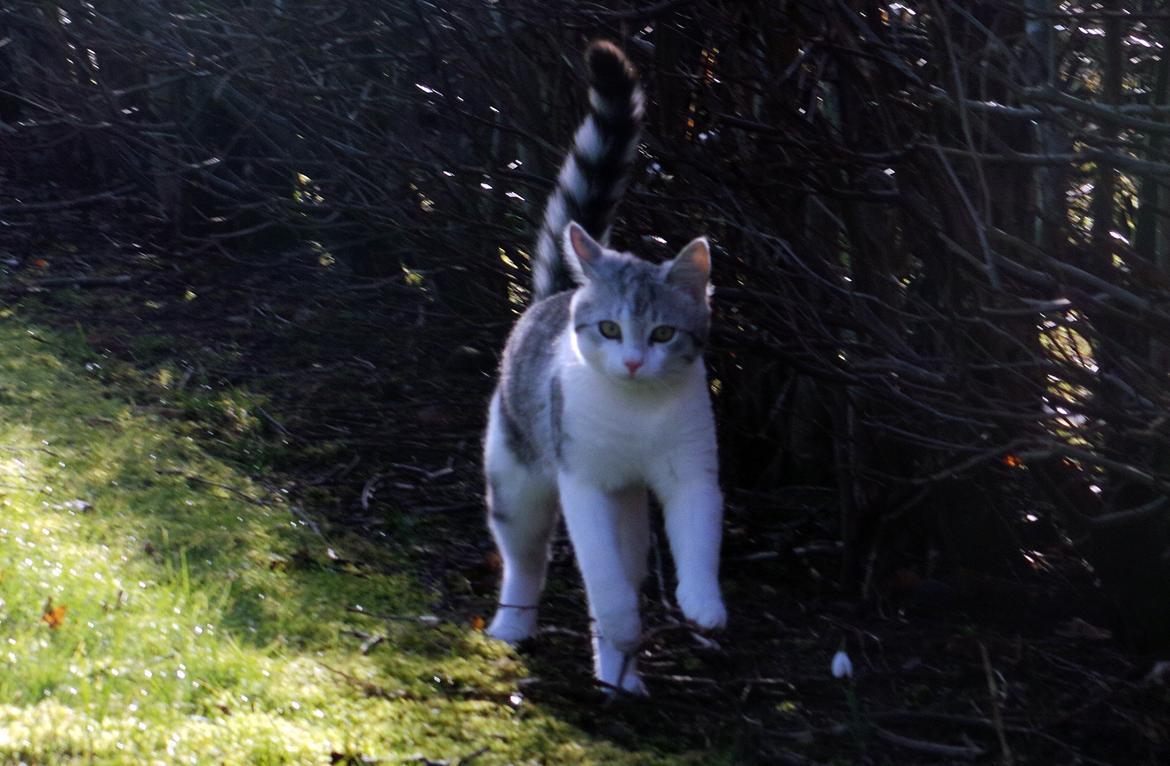 Blanding af racer Felix billede 15