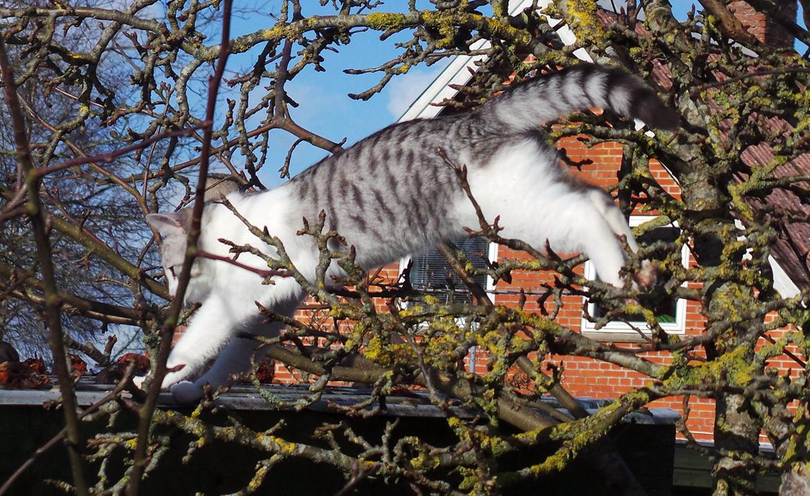 Blanding af racer Felix billede 19