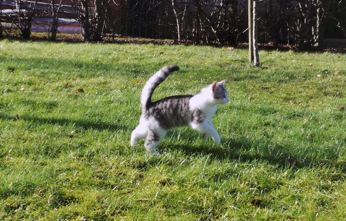 Blanding af racer Felix billede 21