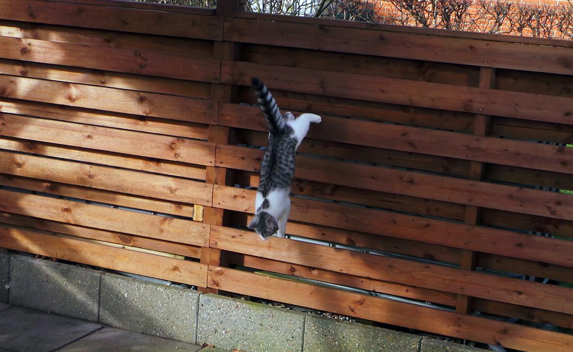 Blanding af racer Felix billede 22