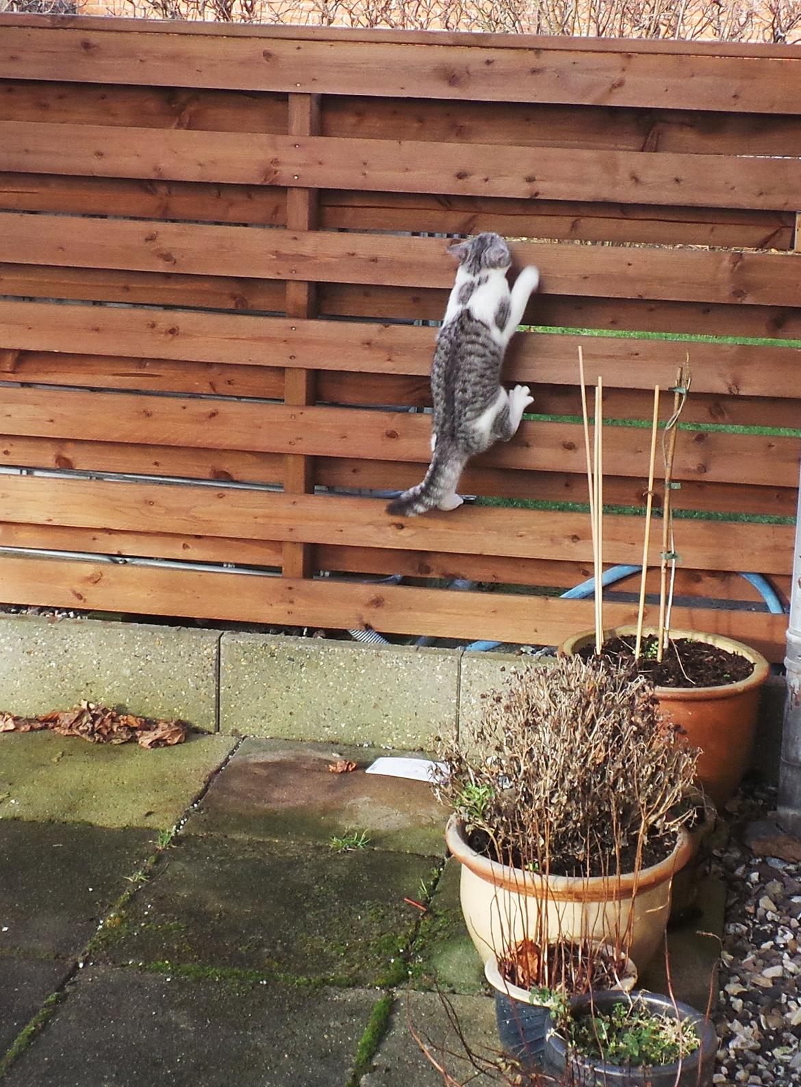 Blanding af racer Felix billede 23