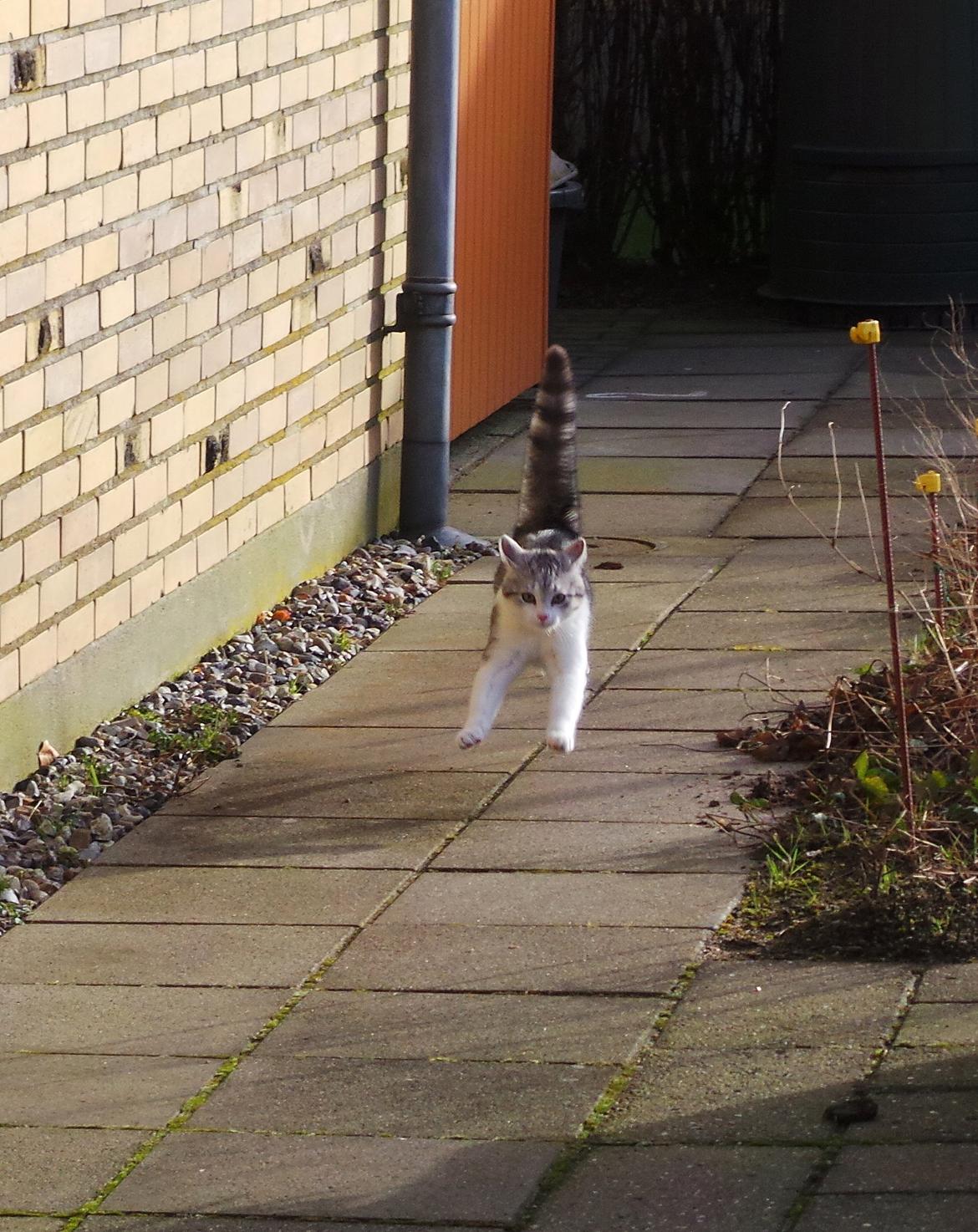 Blanding af racer Felix billede 24