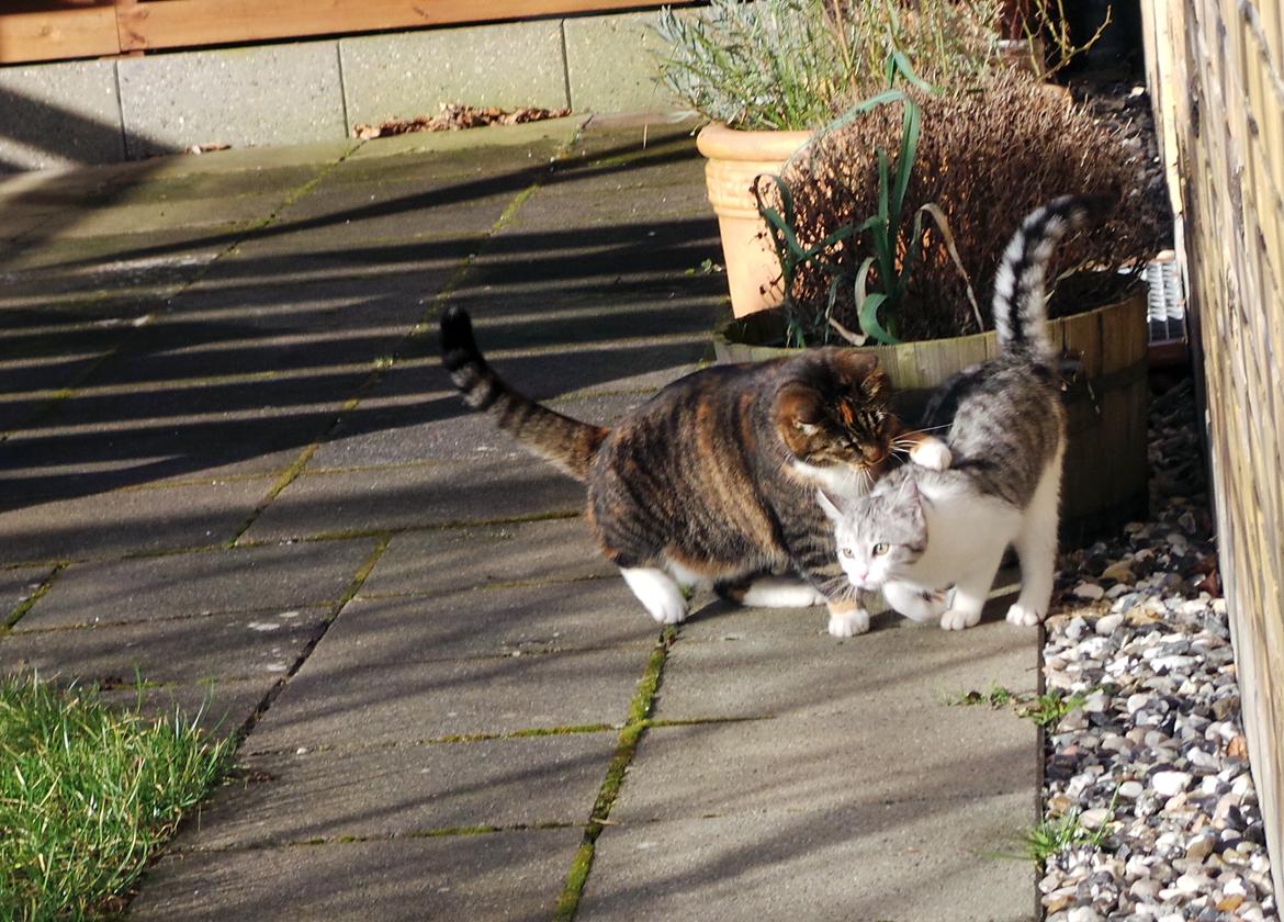 Blanding af racer Felix billede 25