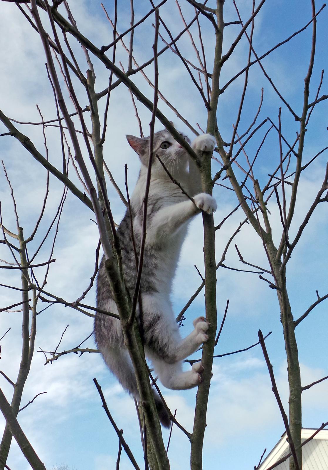 Blanding af racer Felix billede 26