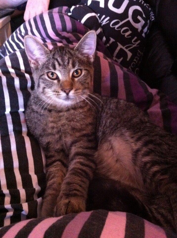 Huskat Enzo billede 10