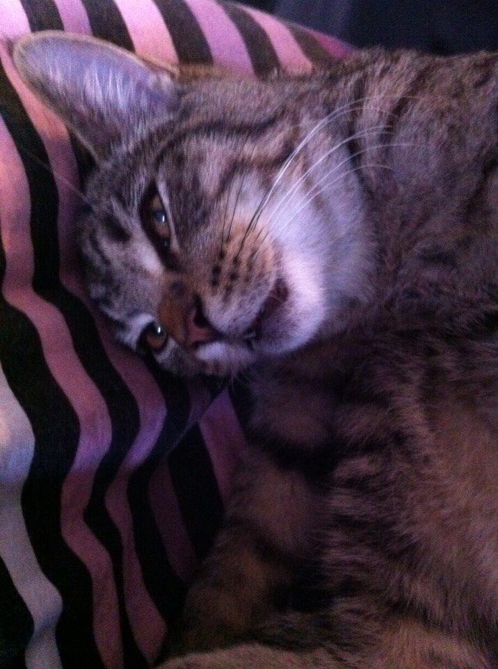 Huskat Enzo billede 13