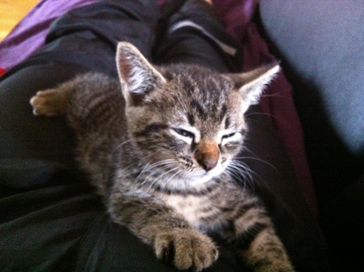 Huskat Muffe billede 1