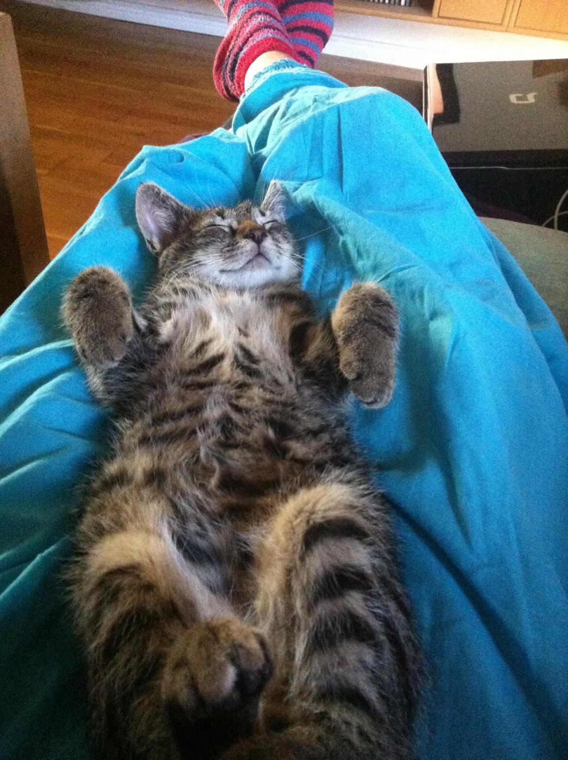 Huskat Muffe billede 2