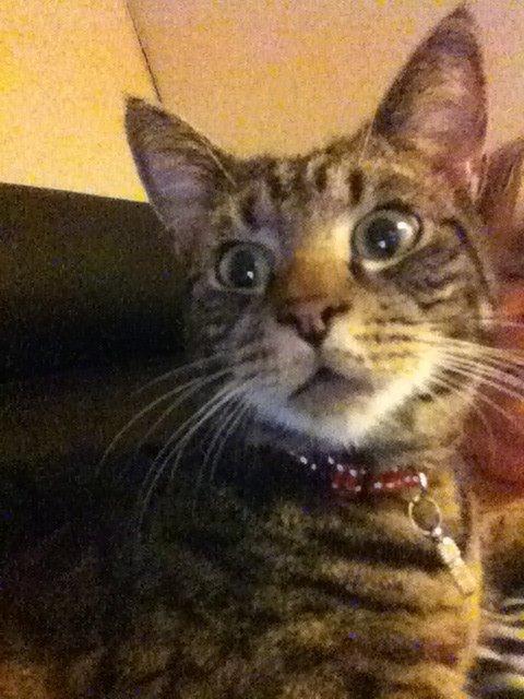 Huskat Muffe billede 4