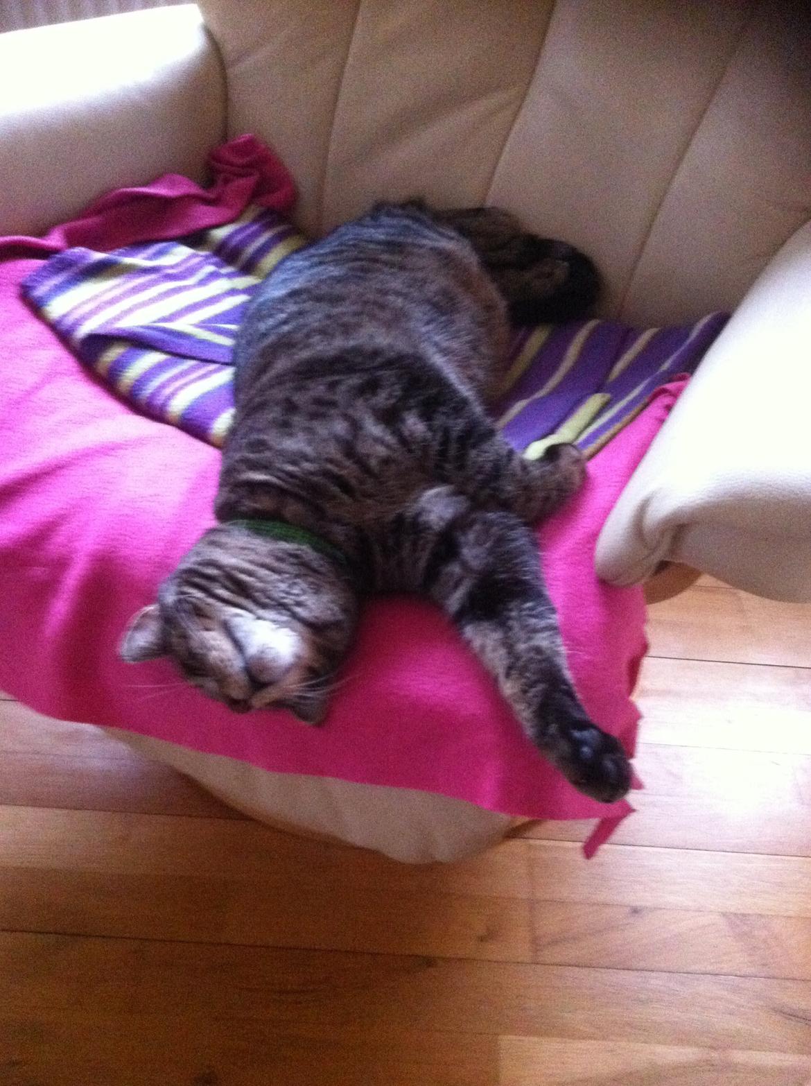 Huskat Muffe billede 5