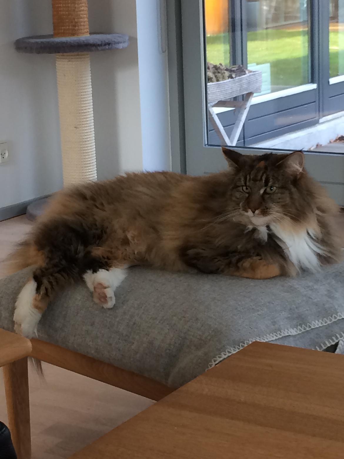 Norsk Skovkat Isabell  billede 7