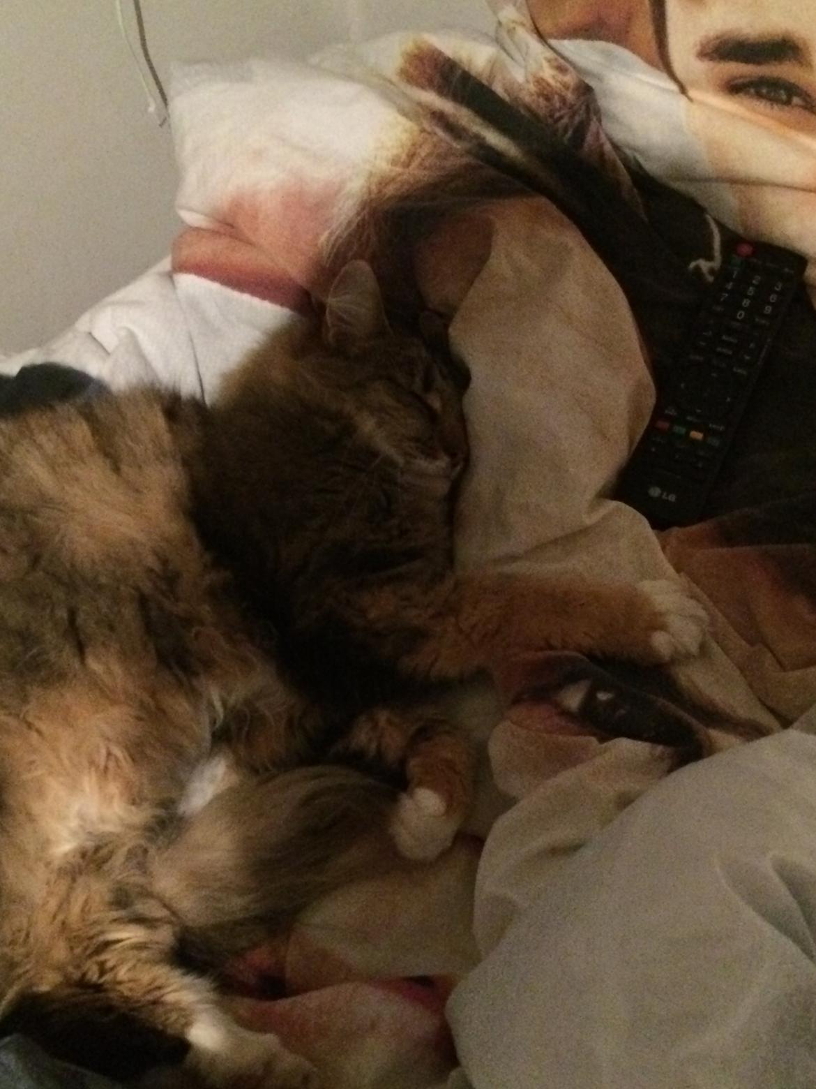 Norsk Skovkat Isabell  billede 9