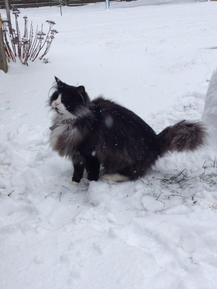 Norsk Skovkat Leonhard billede 1