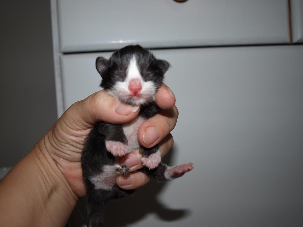 Norsk Skovkat Leonhard billede 2