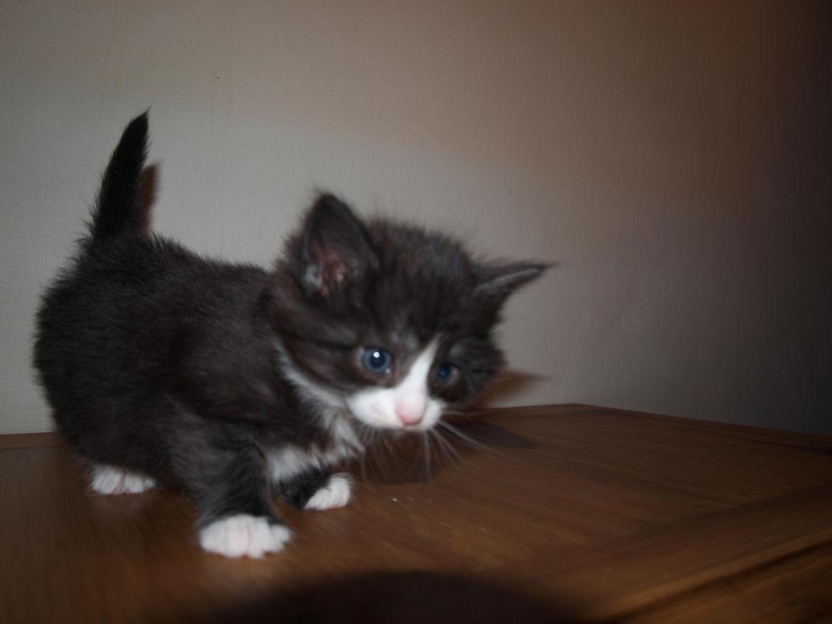 Norsk Skovkat Leonhard billede 4