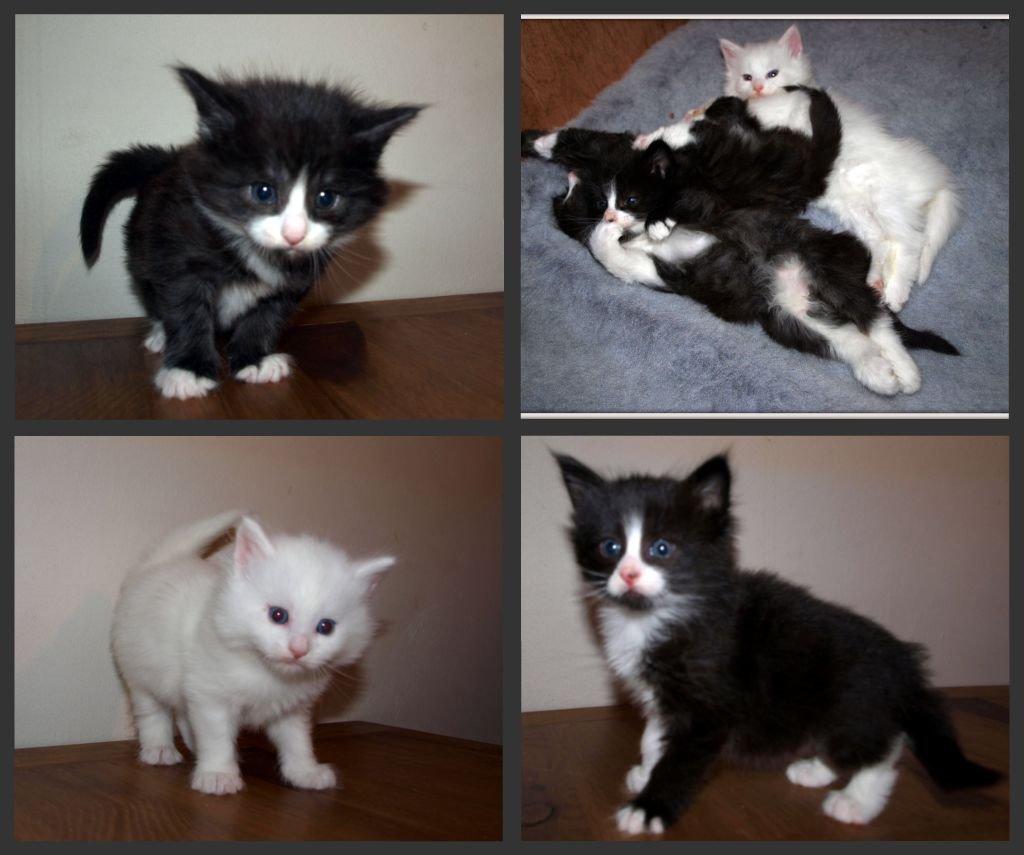 Norsk Skovkat Leonhard billede 6