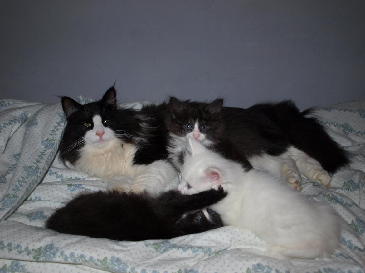 Norsk Skovkat Leonhard billede 7